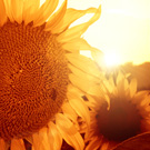 summer-13-sunflower-135